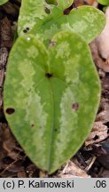 Asarum kiusianum