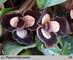 Asarum maximum (kopytnik olbrzymi)