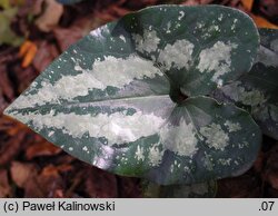 Asarum splendens (kopytnik wspaniały)