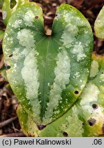 Asarum splendens (kopytnik wspaniały)