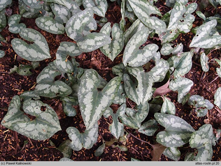 Asarum splendens (kopytnik wspaniały)