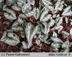 Asarum splendens (kopytnik wspaniały)