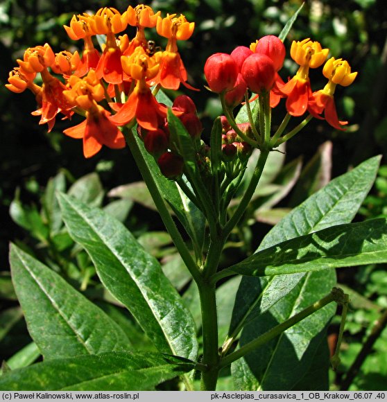 Asclepias curassavica (trojeść kurakaońska)