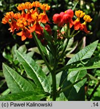 Asclepias curassavica (trojeść kurakaońska)