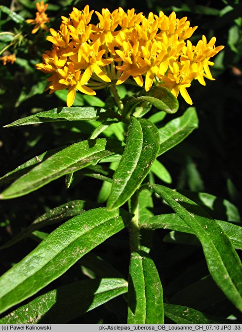 Asclepias tuberosa (trojeść bulwiasta)