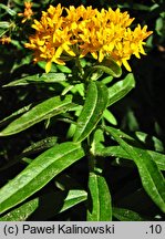 Asclepias tuberosa (trojeść bulwiasta)