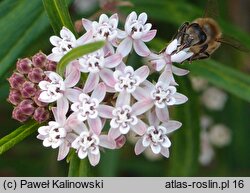 Asclepias verticillata