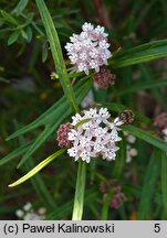 Asclepias verticillata