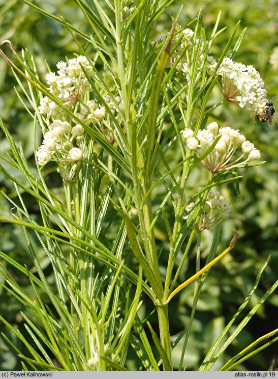 Asclepias verticillata