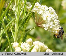 Asclepias verticillata