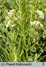 Asclepias verticillata