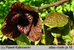 Asimina triloba (urodlin trójłatkowy)