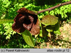 Asimina triloba (urodlin trójłatkowy)