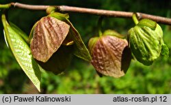 Asimina triloba (urodlin trójłatkowy)