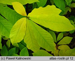 Asimina triloba (urodlin trójłatkowy)