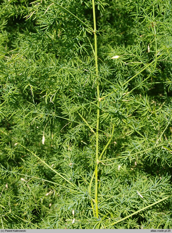 Asparagus pseudoscaber