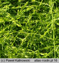 Asparagus pseudoscaber