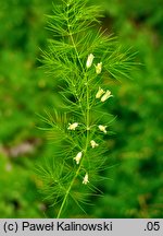 Asparagus tenuifolius (szparag cienkolistny)