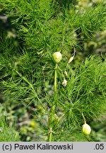 Asparagus tenuifolius (szparag cienkolistny)