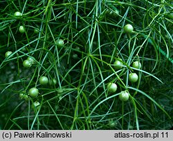 Asparagus verticillatus