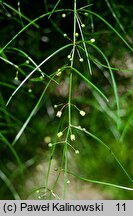 Asparagus verticillatus