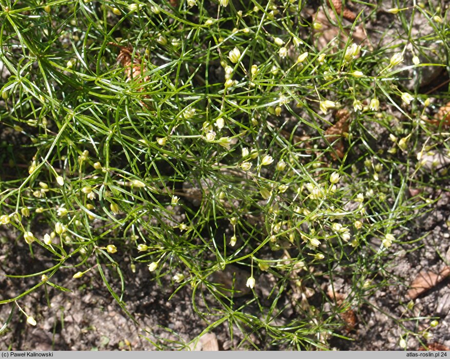 Asparagus verticillatus