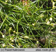 Asparagus verticillatus