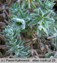 Asperula arcadiensis (marzanka arkadyjska)