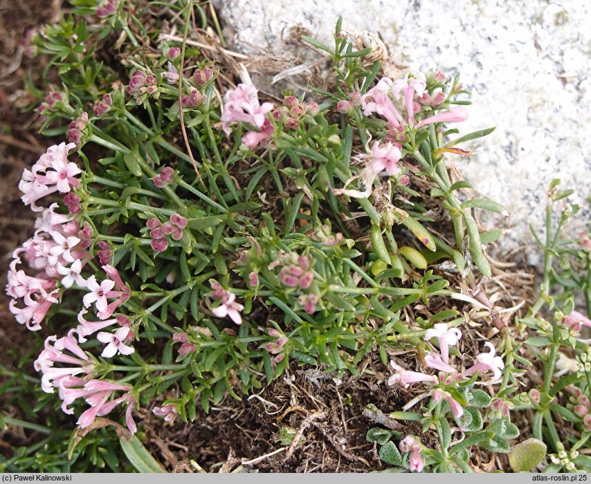 Asperula aristata