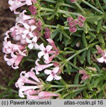 Asperula aristata