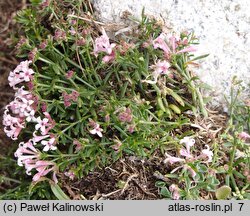 Asperula aristata