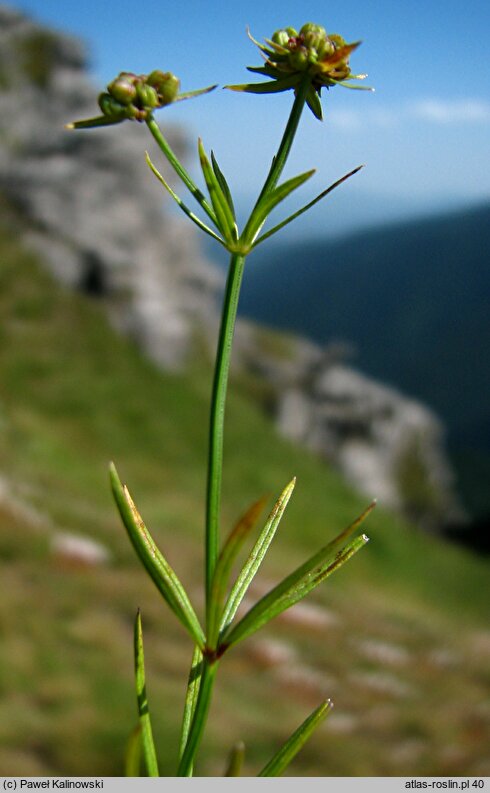 Asperula capitata (marzanka główkowata)