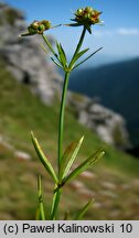 Asperula capitata (marzanka główkowata)