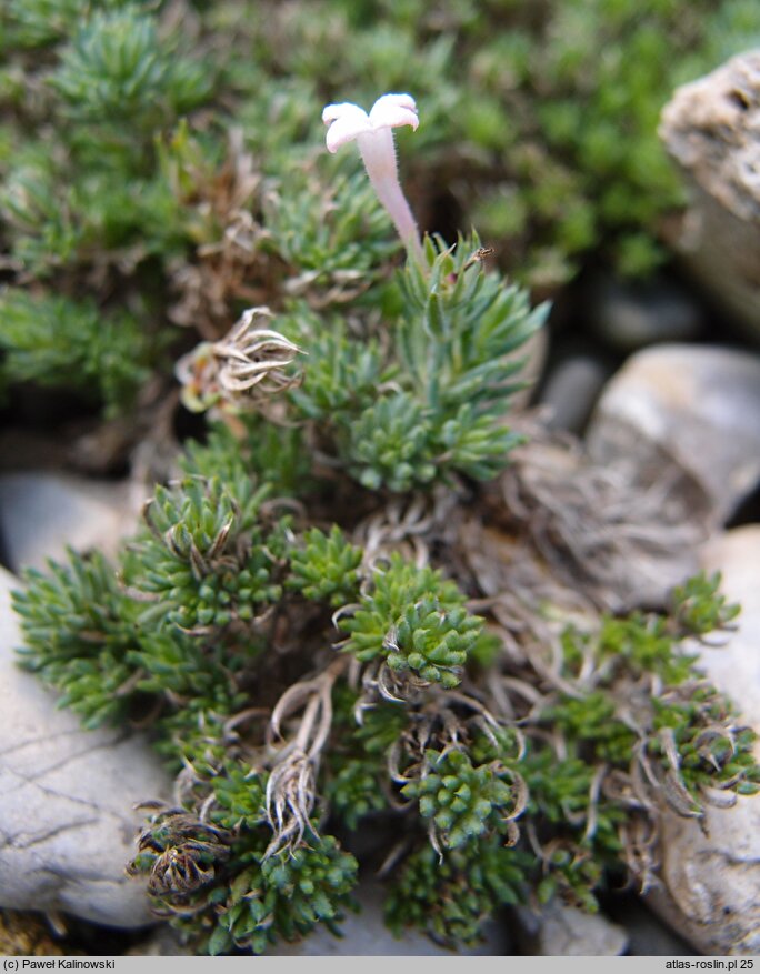 Asperula daphneola