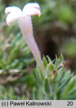 Asperula daphneola