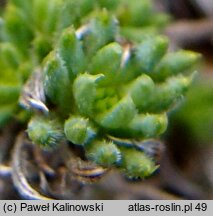 Asperula daphneola