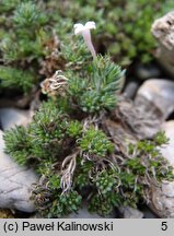 Asperula daphneola