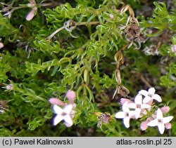 Asperula lilaciflora