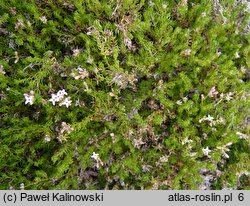 Asperula lilaciflora