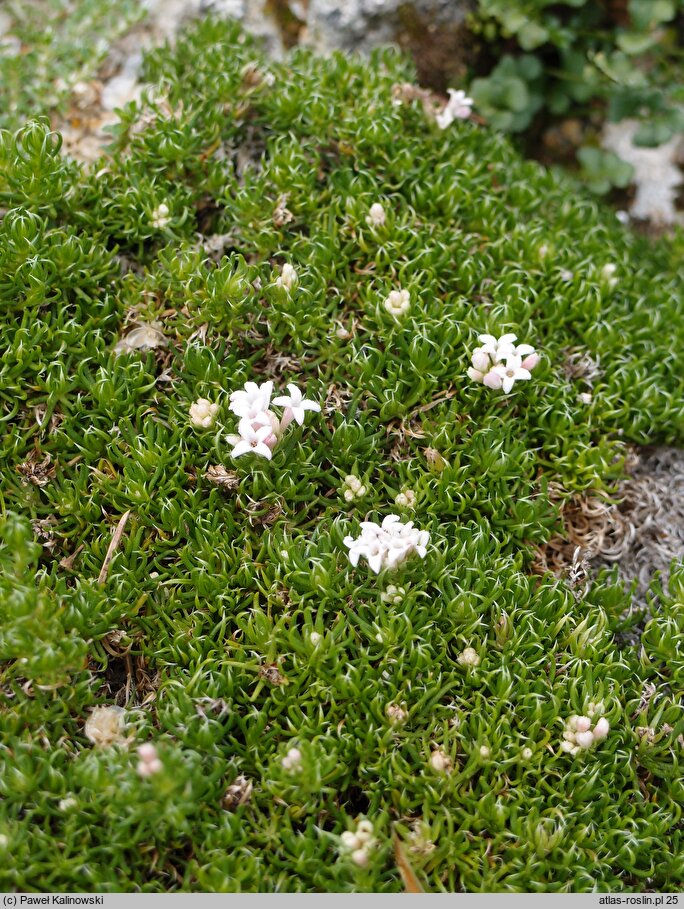 Asperula nitida