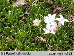 Asperula nitida