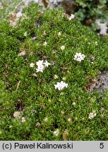 Asperula nitida