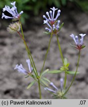 Asperula orientalis (marzanka wschodnia)