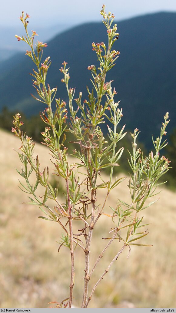 Asperula purpurea