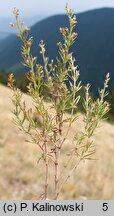 Asperula purpurea