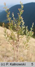 Asperula purpurea