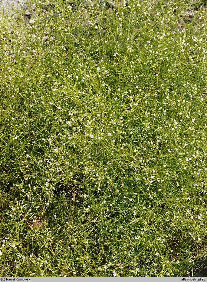 Asperula scutellaris