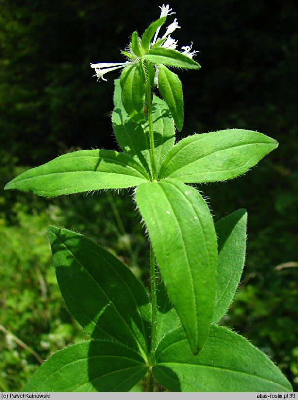 Galium taurinum (przytulia taurydzka)