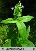 Galium taurinum (przytulia taurydzka)