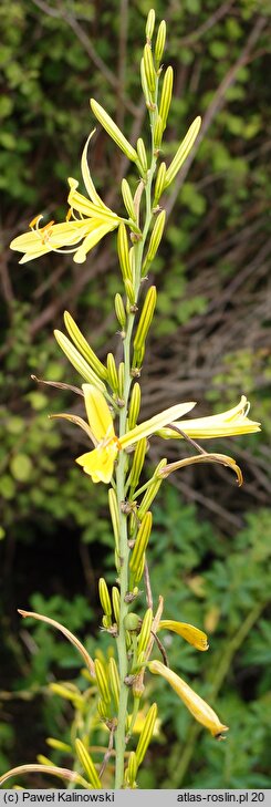 Asphodeline liburnica (złotnica liguryjska)